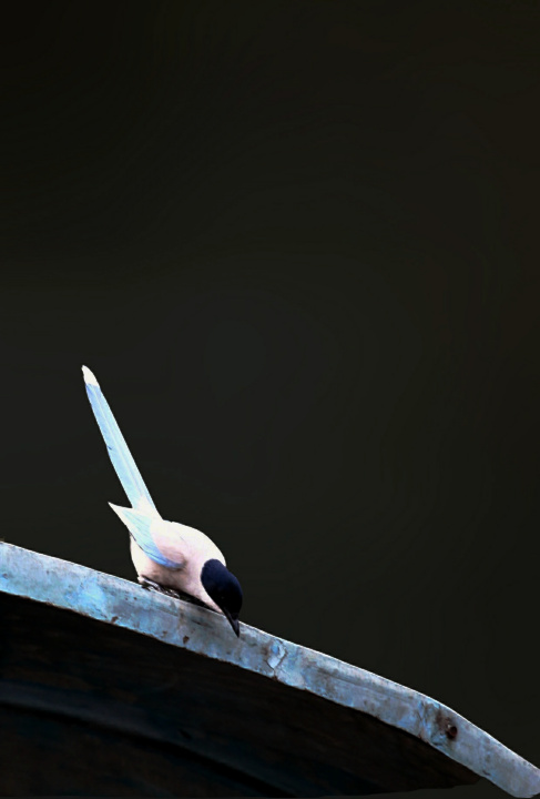 Ƭ 039.jpg