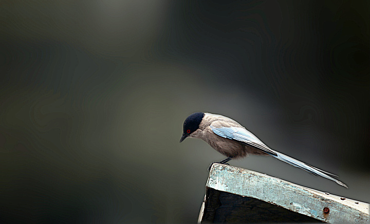Ƭ 043.jpg
