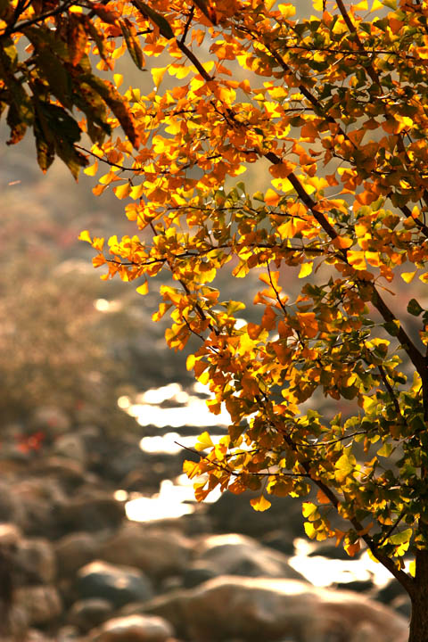 ʺӺҶ43.jpg