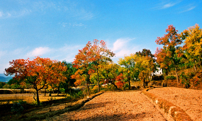 ʺӺҶ50.jpg