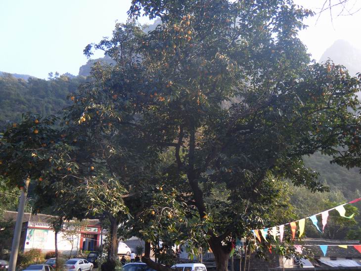 dscf1148.jpg