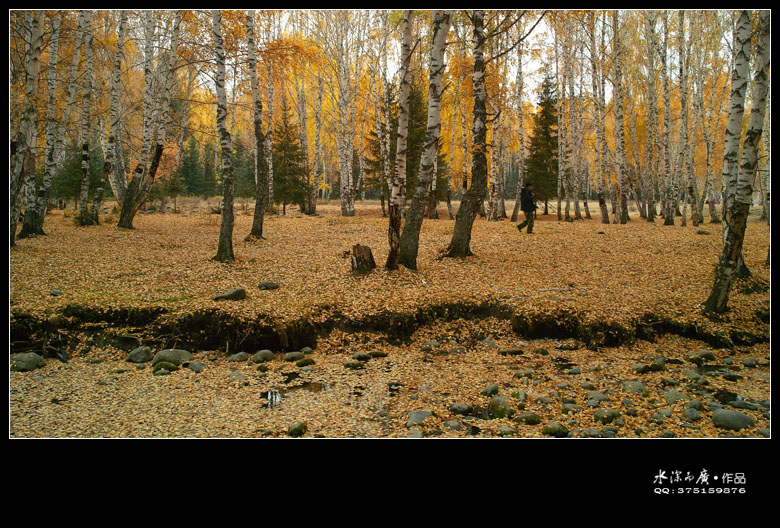 sdim0281_cr.jpg