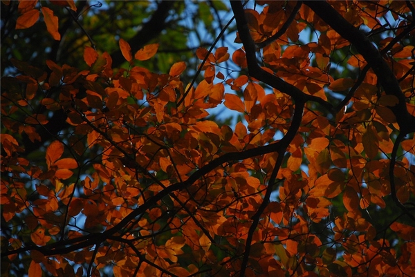 dsc_0133_.jpg