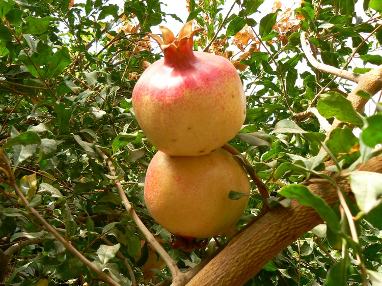 p1250435.jpg