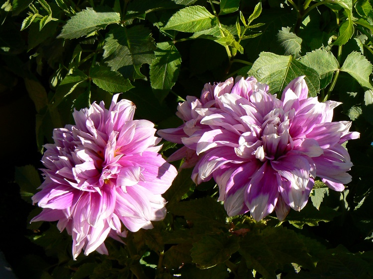 p1250205.jpg