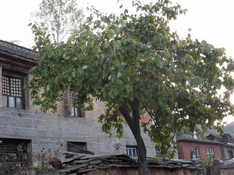 С sdc10787.jpg