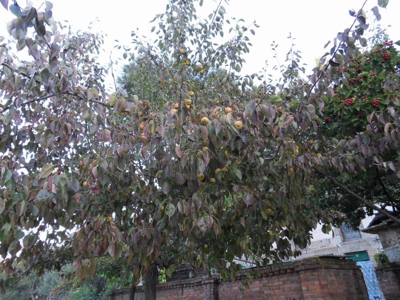 С sdc10790.jpg