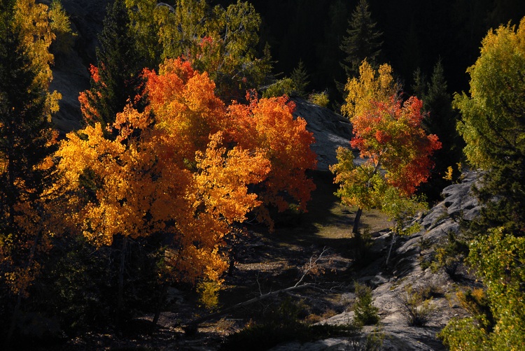 dsc_0451.jpg
