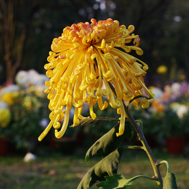 imgp7189.jpg