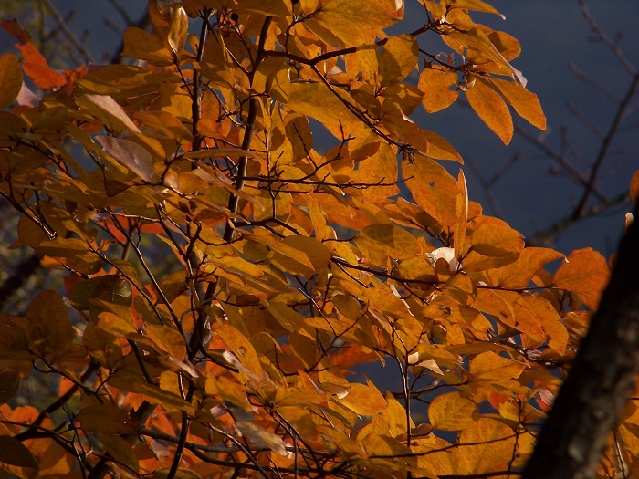 20101106gկ乵- (33).jpg