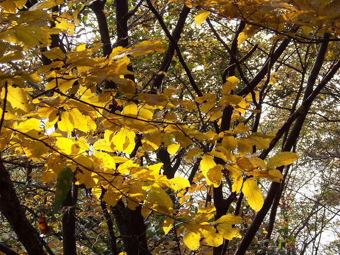 20101106gկ乵- (36).jpg