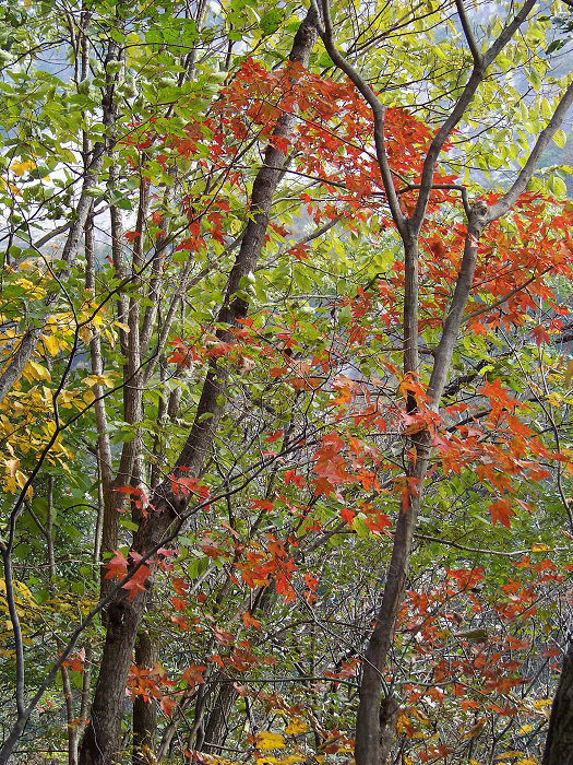 20101106gկ乵- (45).jpg