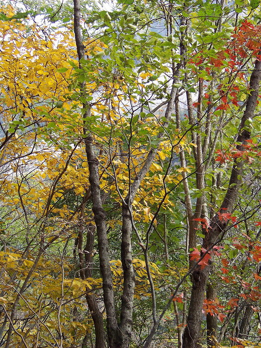 20101106gկ乵- (46).jpg