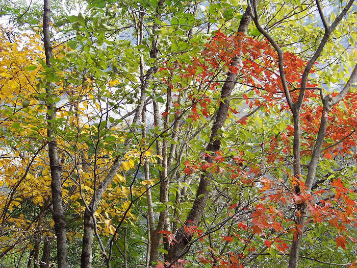 20101106gկ乵- (47).jpg