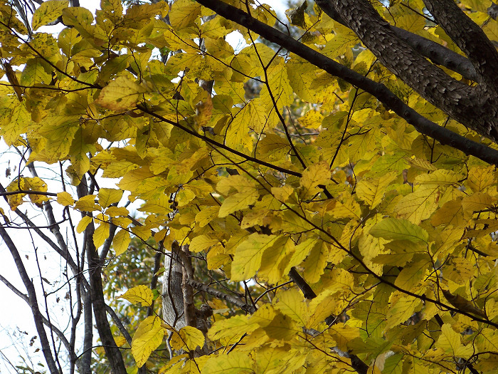 20101106gկ乵- (49).jpg