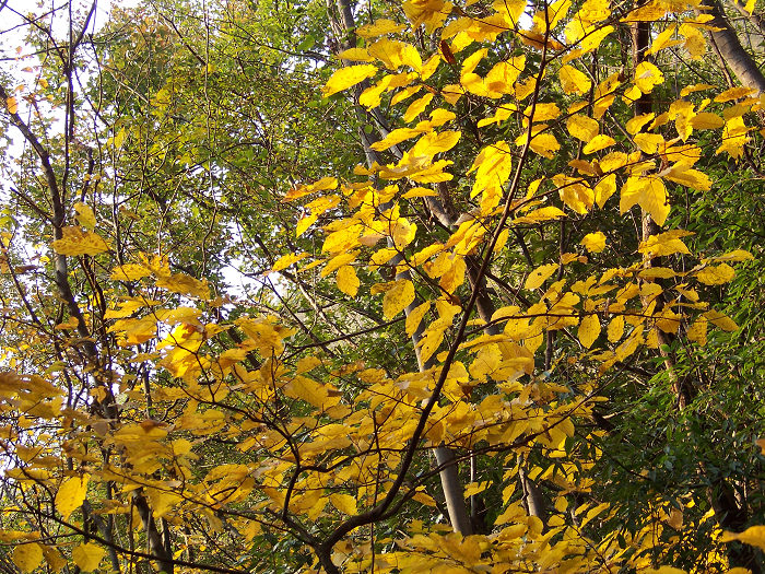 20101106gկ乵- (56).jpg