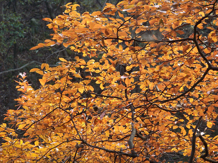 20101106gկ乵- (57).jpg