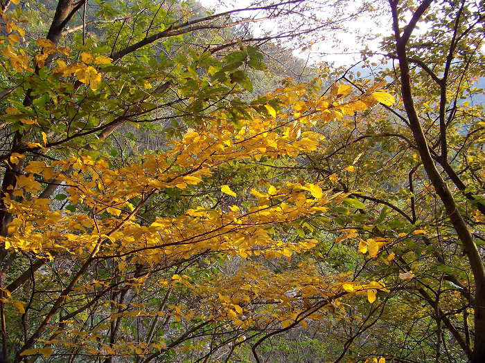 20101106gկ乵- (59).jpg
