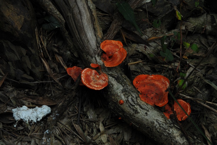dsc_0223.jpg