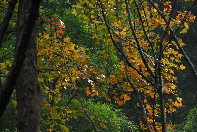 dsc_0236.jpg