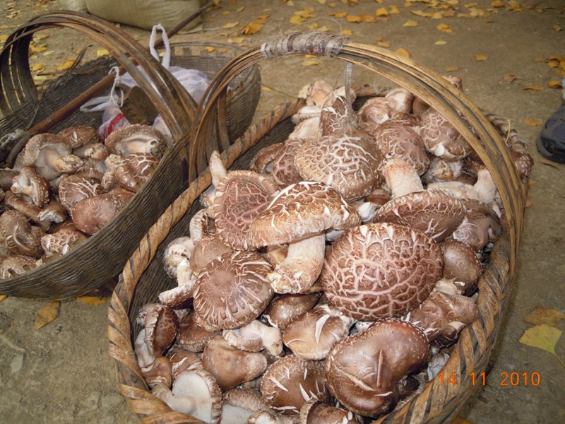 Ƭ 059.jpg