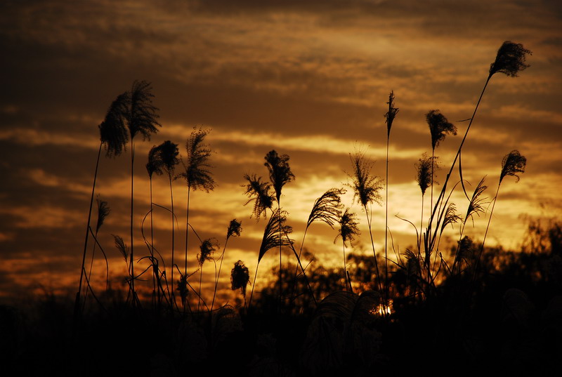 dsc_0221.jpg