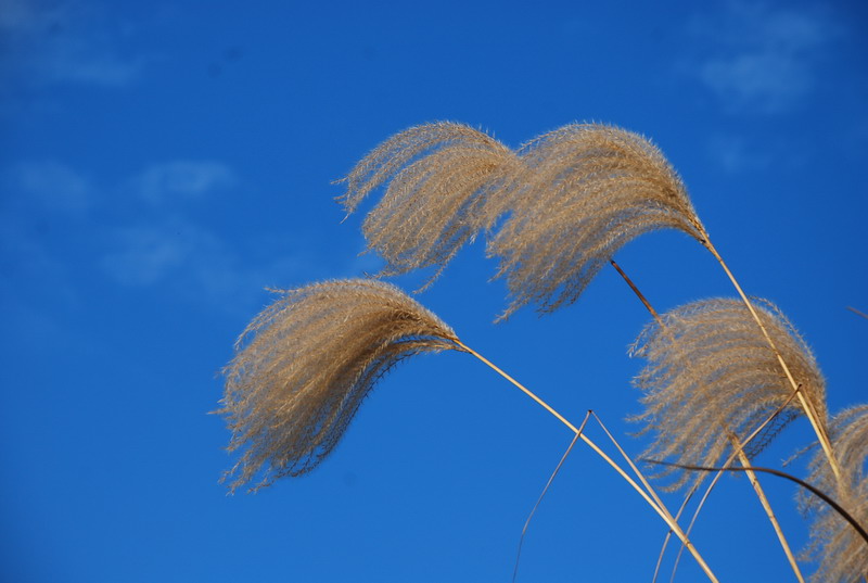 dsc_0595.jpg
