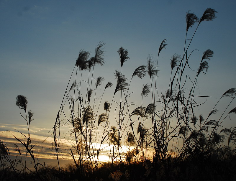 dsc_0178.jpg