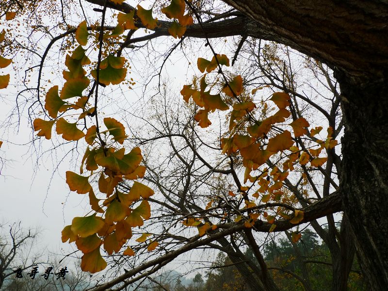 p1010137.jpg