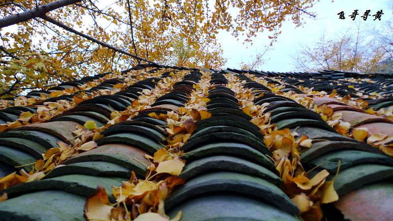 p1010077.jpg