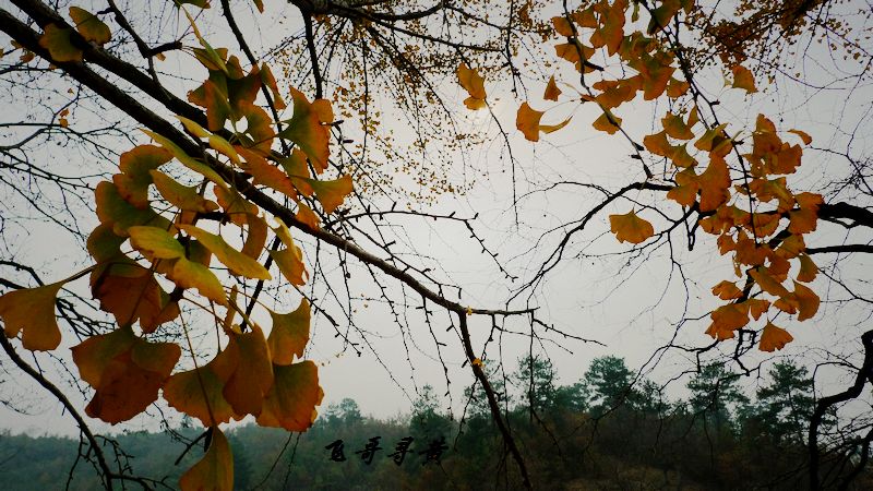 p1010131.jpg