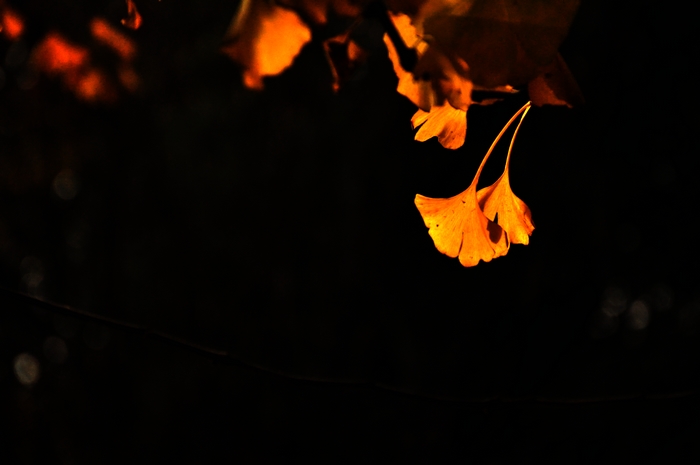 dsc_0045.jpg
