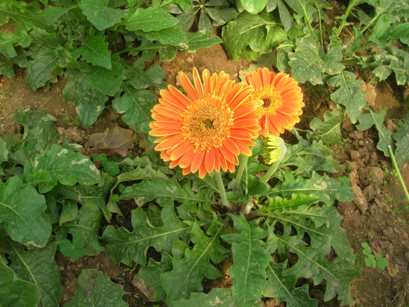 dscn4790.jpg