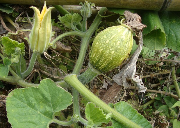 Ǯ8.jpg