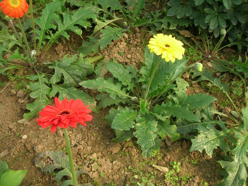 dscn4791.jpg
