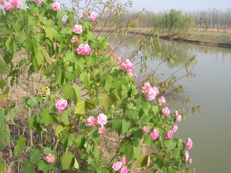 dscn4815.jpg