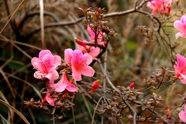 dsc_0053.jpg