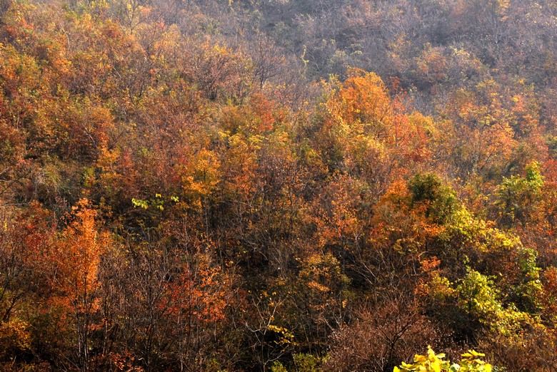 dsc_0062.jpg