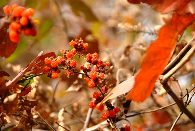dsc_0079.jpg