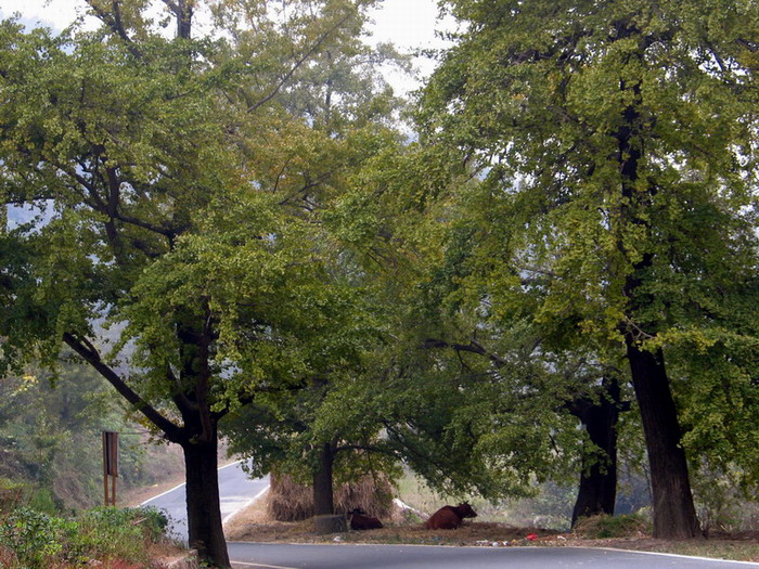 Ǯ.jpg