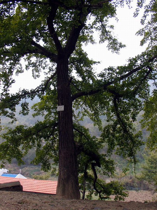 Ǯ008.jpg