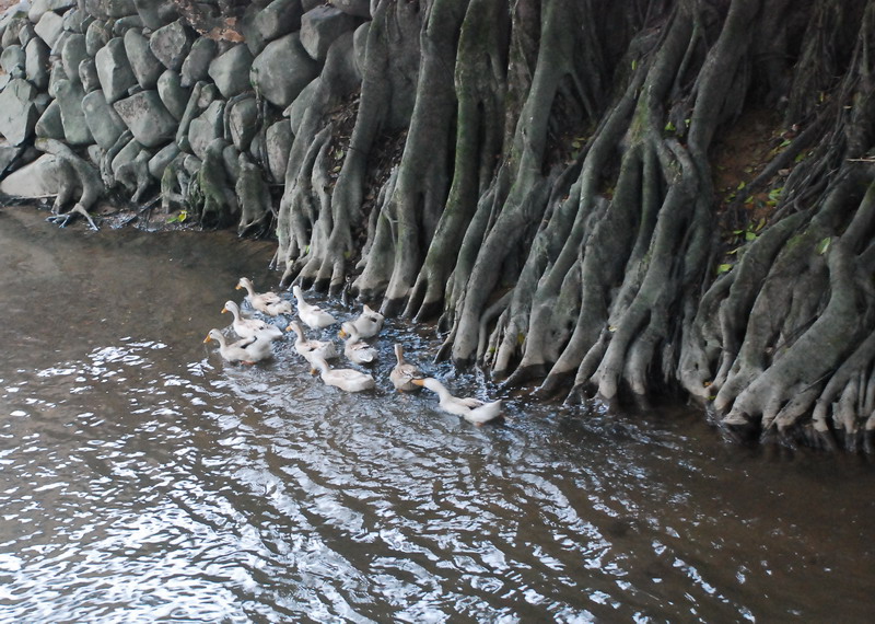 dsc_0665.jpg