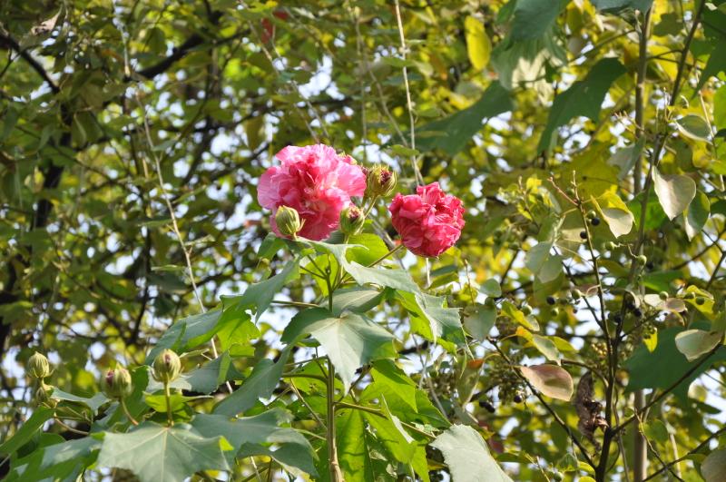dsc_0069.jpg
