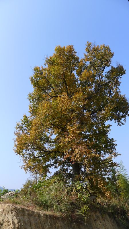 p1000085.jpg