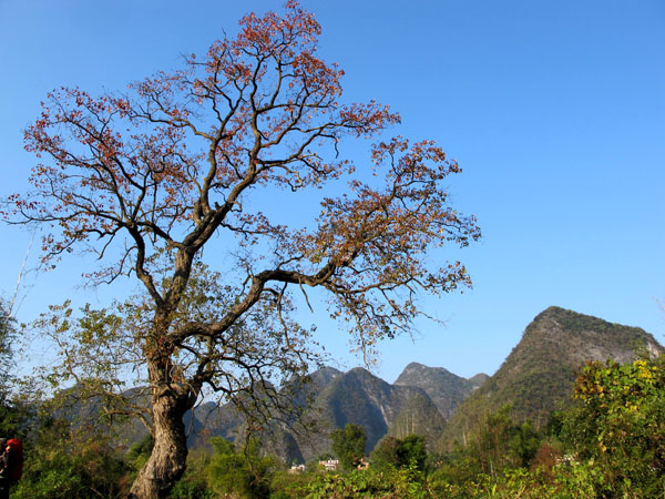 yuen 877.jpg