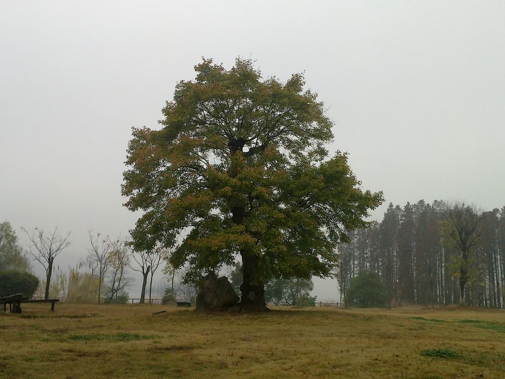 20101212080.jpg