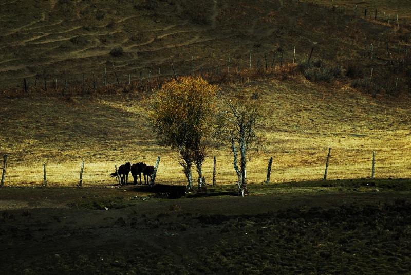 dsc_9675203.jpg