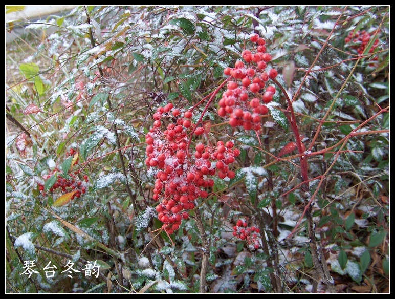20101215ąѩ (17).jpg