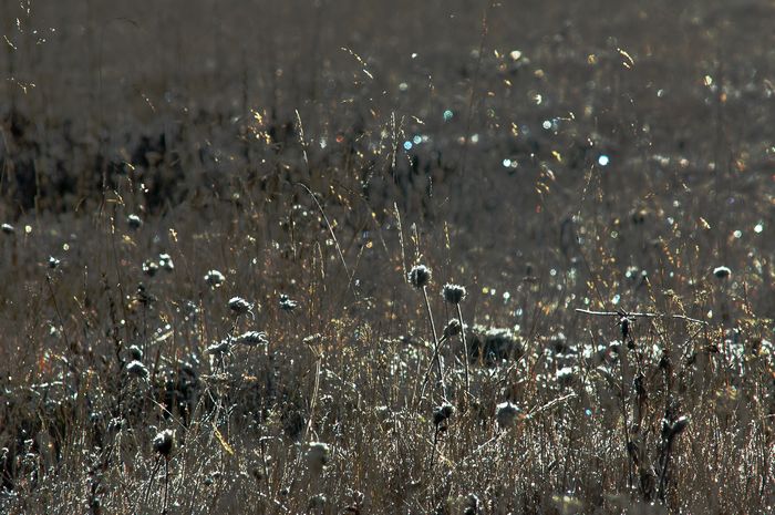dsc_4888.jpg