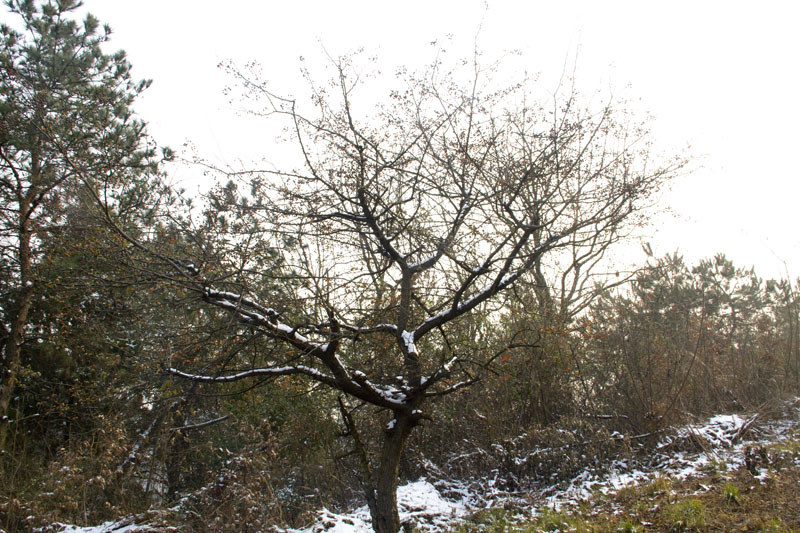 _mg_4365.jpg